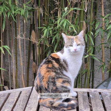 Photo 1/1 Chat retrouvé Perdu à Tours