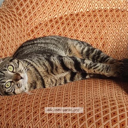 Photo 1/1 Chat retrouvé Perdu à Villeurbanne