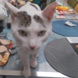 Photo de chat perdu à Aire De Villeneuve En Chevrie