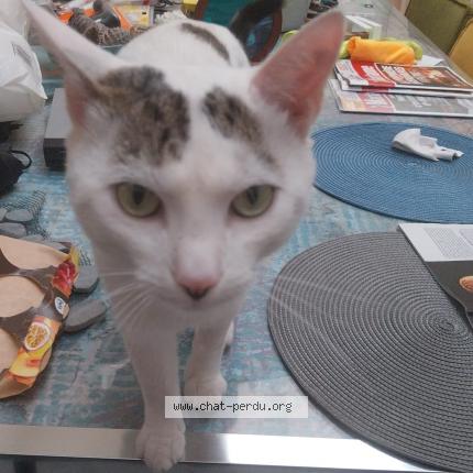 Photo 1/2 Chat retrouvé Perdu à Aire de villeneuve en chevrie
