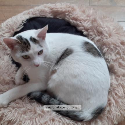 Photo 2/2 Chat retrouvé Perdu à Aire de villeneuve en chevrie