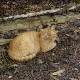 Photo de chat trouvé à Talmont Saint Hilaire