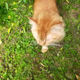Photo de chat trouvé à Bois D Arcy