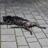 Photo de chat trouvé à Riedisheim