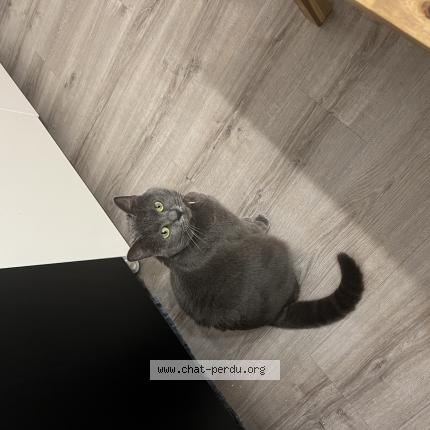 Photo 1/1 Chat retrouvé Perdu à Vitry sur seine