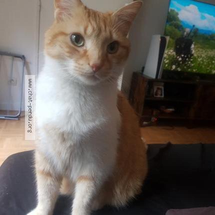 Photo 1/2 Chat retrouvé Perdu à Paris