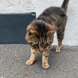 Photo de chat trouvé à Dieppe