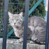 Photo de chat trouvé à Sorgues