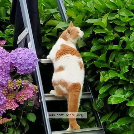 Photo de chat perdu à Quimper