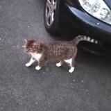 Photo de chat trouvé à Montamise