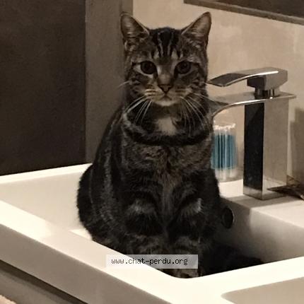 Photo 1/1 Chat retrouvé Perdu à Saint Vallier
