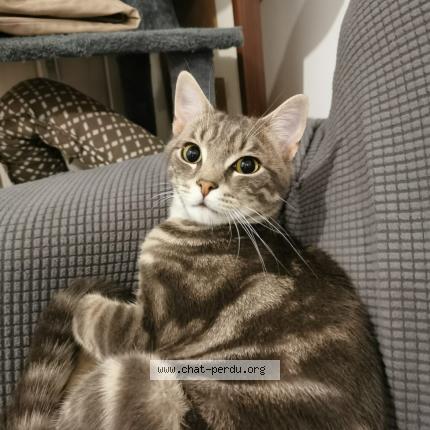 Photo 1/1 Chat retrouvé Perdu à Amiens