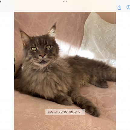 Photo 1/1 Noé Chat perdu à Fayence