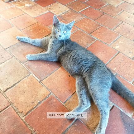 Photo 1/1 Chat retrouvé Perdu à Maze