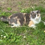 Photo de chat perdu à Cadillac En Fronsadais