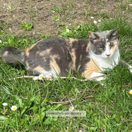 Photo 1/2 Chat retrouvé Perdu à Cadillac en fronsadais