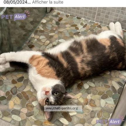 Photo 2/2 Chat retrouvé Perdu à Cadillac en fronsadais