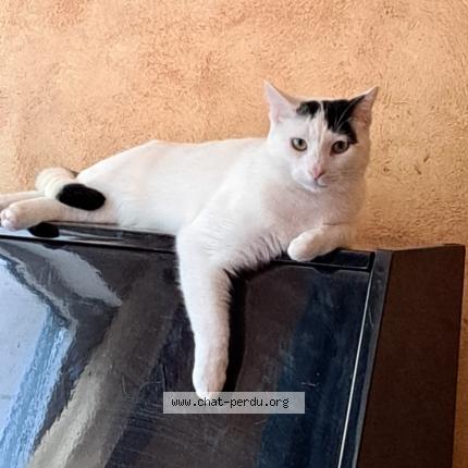 Photo de chat perdu à Saint Nazaire
