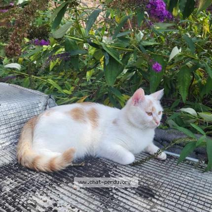Photo de chat perdu à Lille