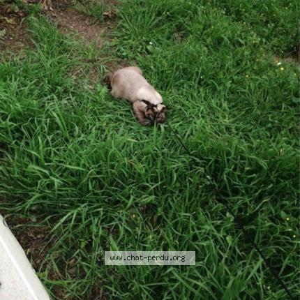 Photo 1/2 Poupy Chat perdu à Excenevex