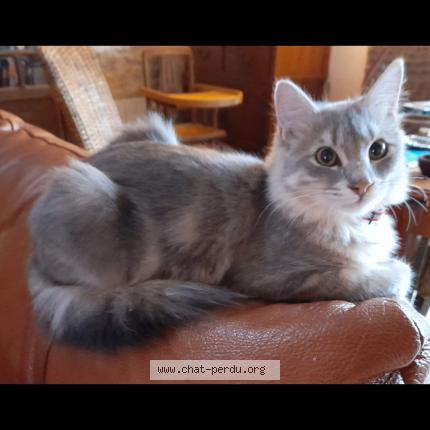 Photo de chat perdu à Causse Et Diege