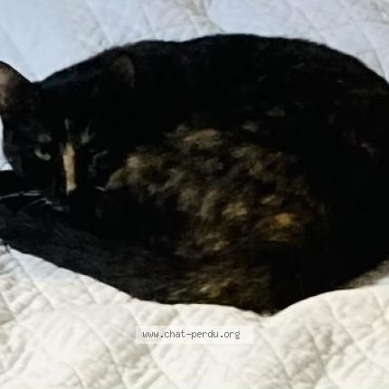 Photo de chat perdu à La Seyne