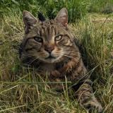 Photo de chat perdu à Lanouaille