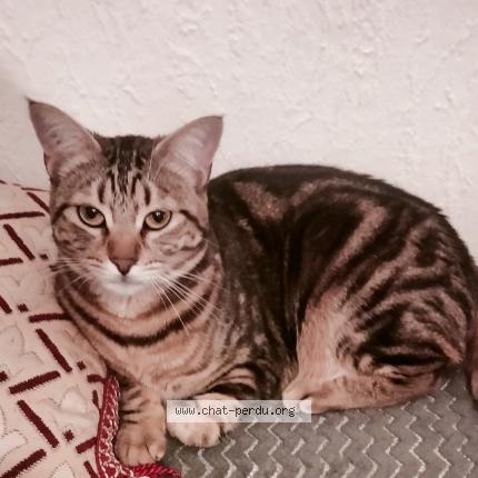 Photo de chat perdu à Toulouse