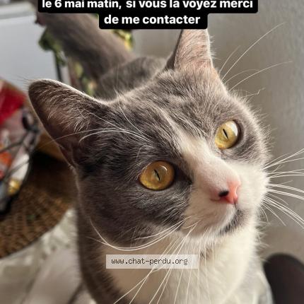 Photo de chat perdu à Villeurbanne