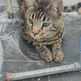 Photo de chat perdu à Tourcoing