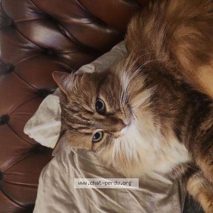 Photo de chat perdu à Lansargues