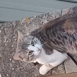 Photo de chat trouvé à Toulouse