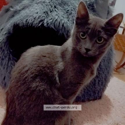 Photo de chat perdu à Muret