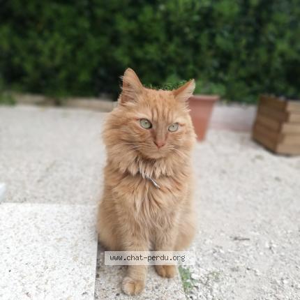 Photo de chat perdu à Ollioules