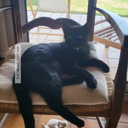 Photo de chat perdu à L Houmeau