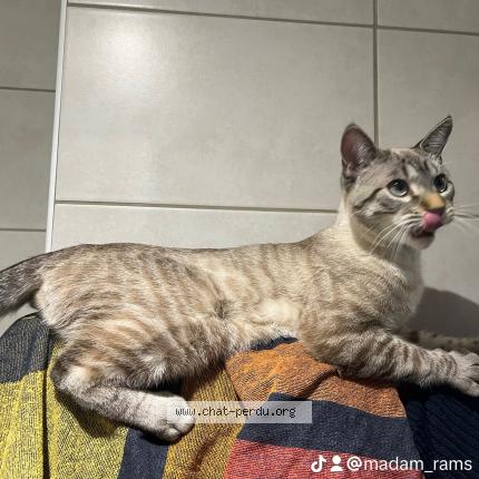 Photo de chat perdu à Marseille