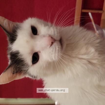Photo de chat perdu à Le Revest Les Eaux