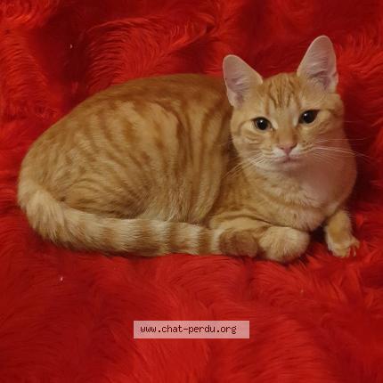 Photo de chat perdu à Les Herbiers