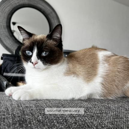 Photo de chat perdu à Colomiers