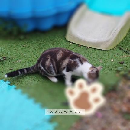 Photo de chat perdu à Tours