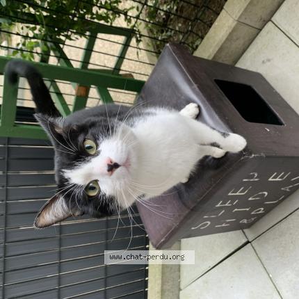 Photo 1/1 Chat retrouvé Trouvé à Lognes