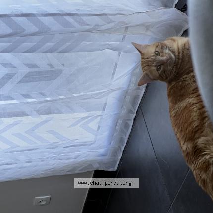 Photo de chat perdu à Le Haillan