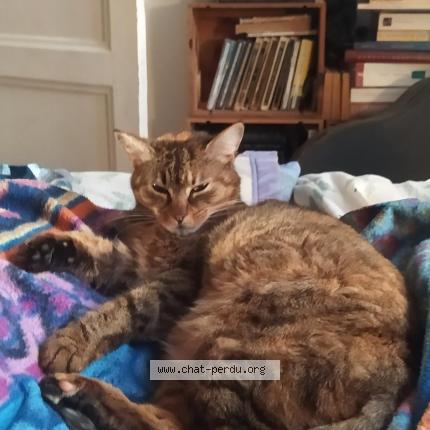 Photo 1/1 Cheyenne Chat perdu à Valence