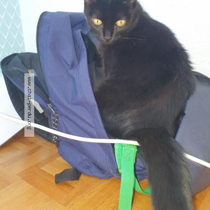 Photo 1/1 Chat retrouvé Perdu à Argenteuil