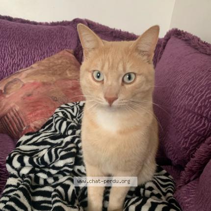Photo 1/1 Chat retrouvé Perdu à Tremblay En France