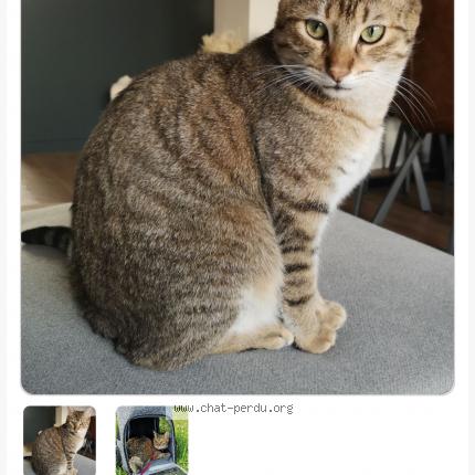 Photo de chat perdu à St Fargeau Ponthierry