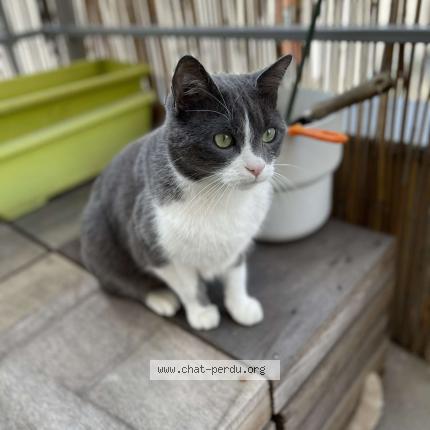Photo 1/1 Chat retrouvé Perdu à Portes Les Valence