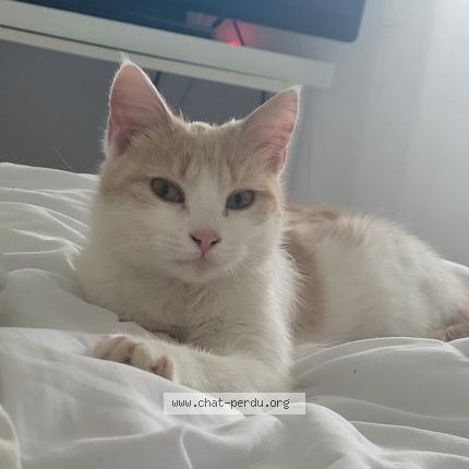 Photo de chat perdu à Saint Julien Les Rosiers