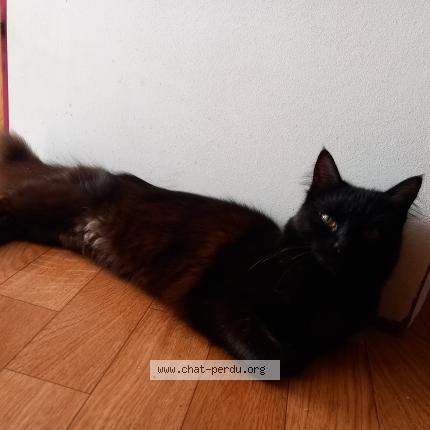 Photo de chat perdu à Mauron