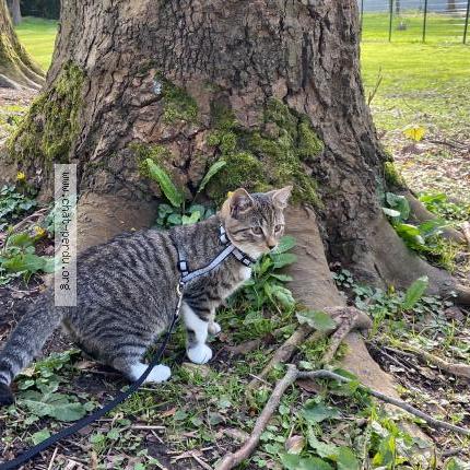 Photo de chat perdu à Lille